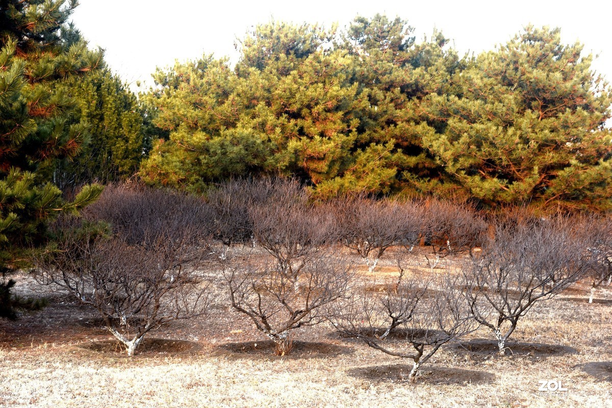 2020-2-23   疫情中的北京奥森公园----------------------------。