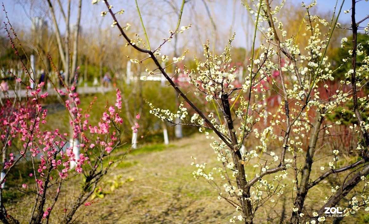 花开时节与谁来