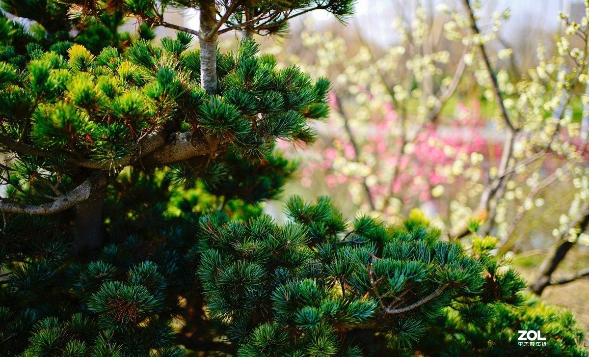 花开时节与谁来