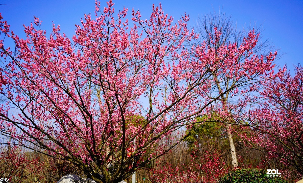 花开时节与谁来