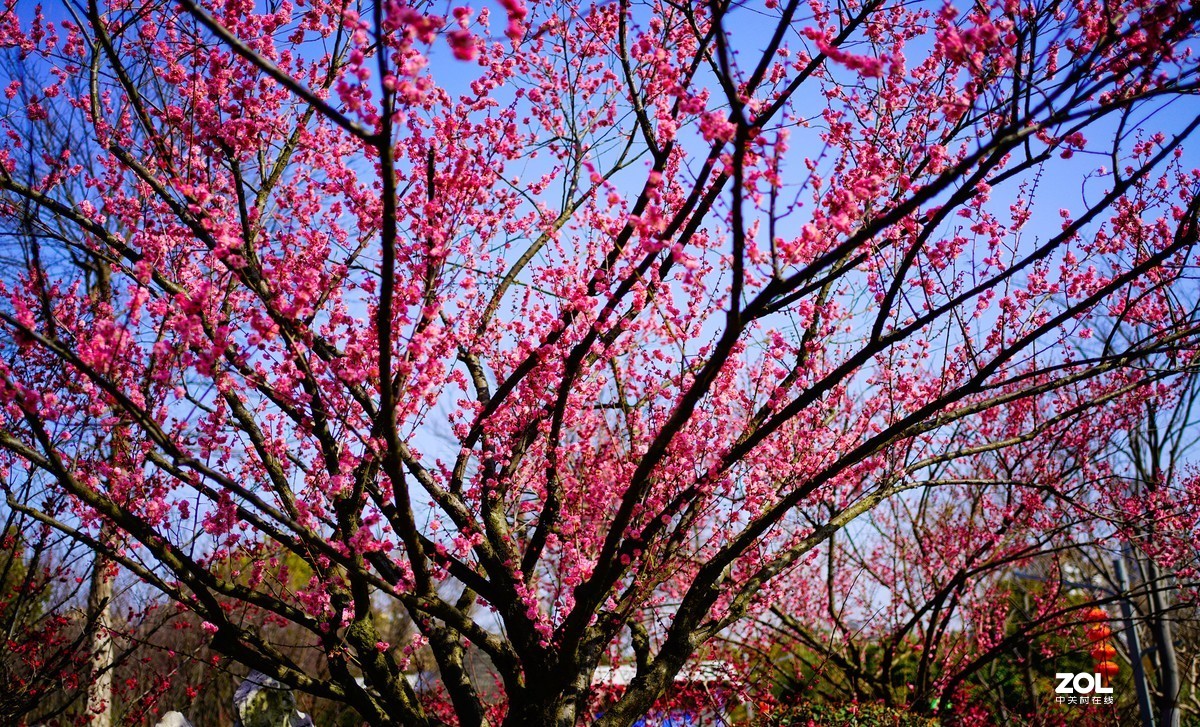 花开时节与谁来