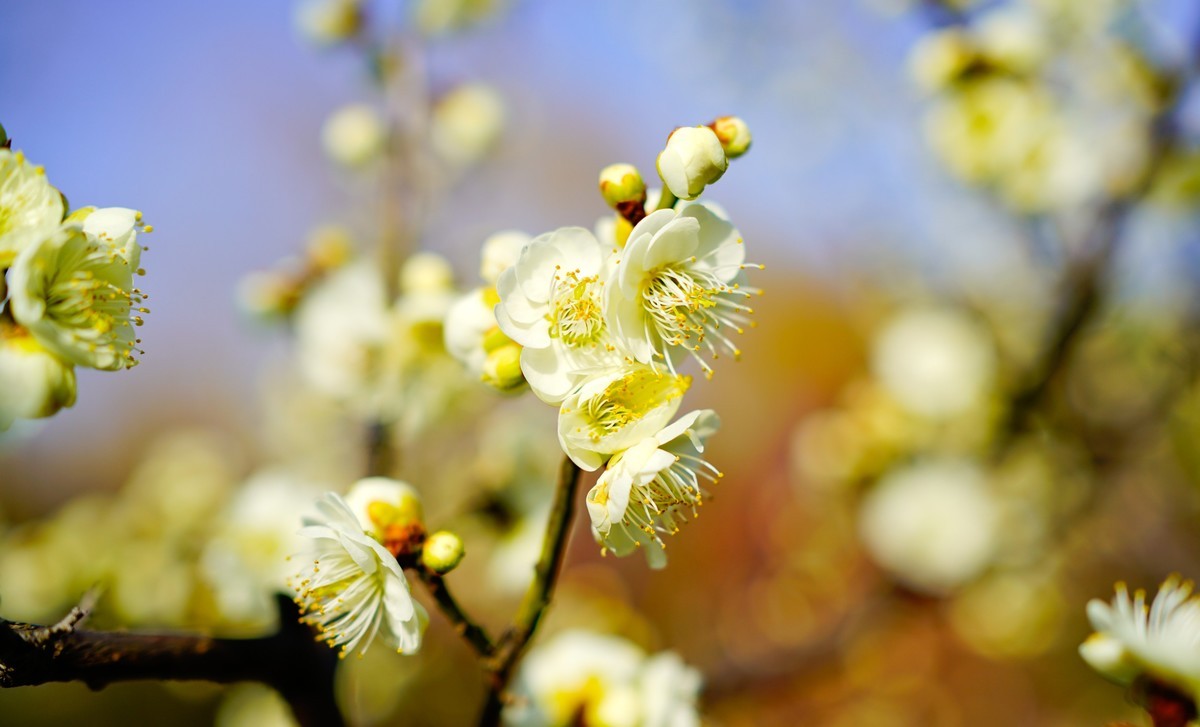花开时节与谁来