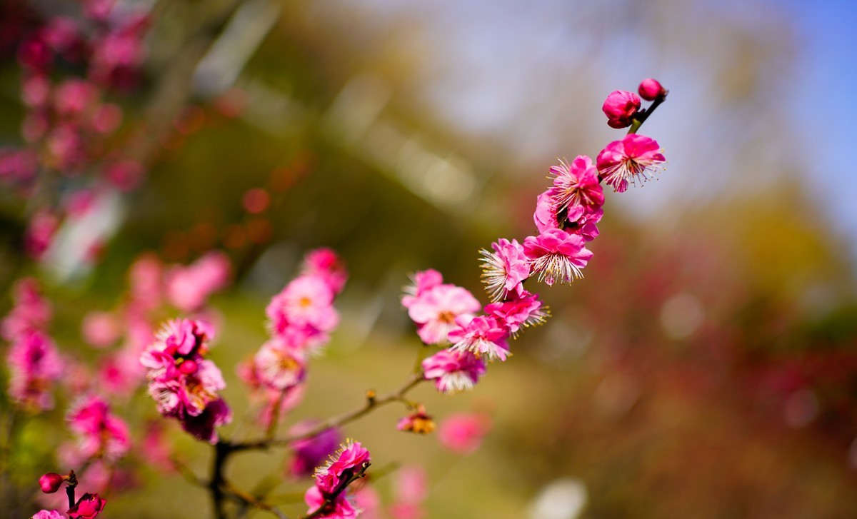 花开时节与谁来