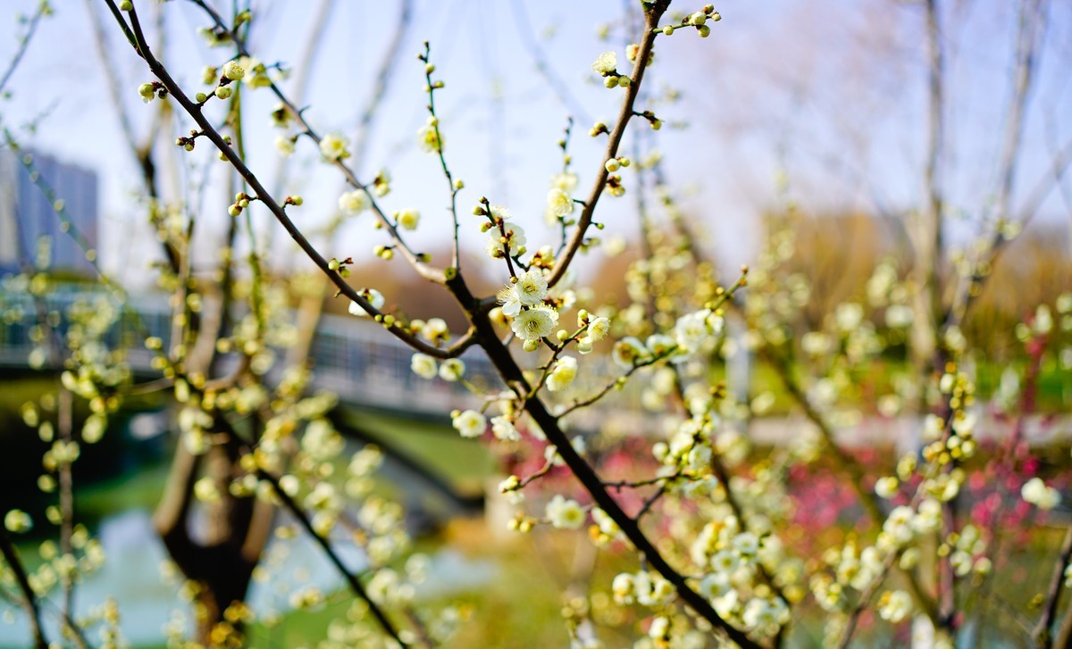 花开时节与谁来