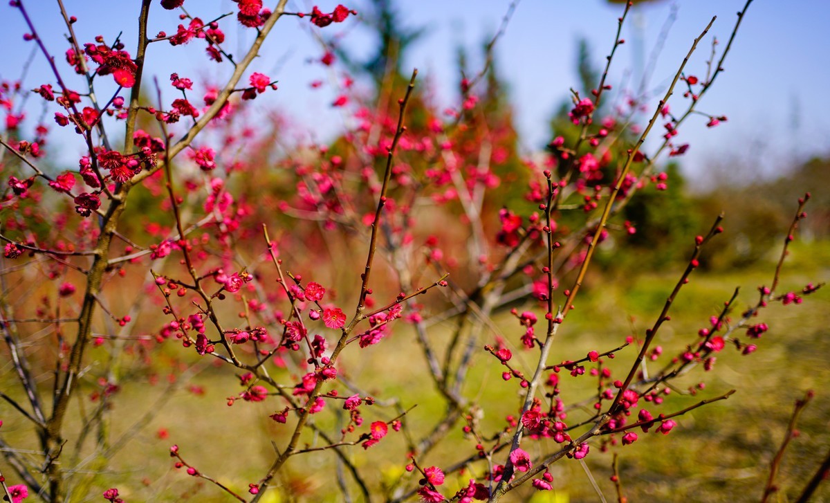 花开时节与谁来
