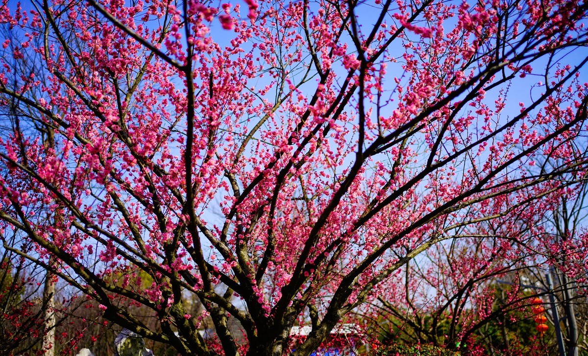 花开时节与谁来