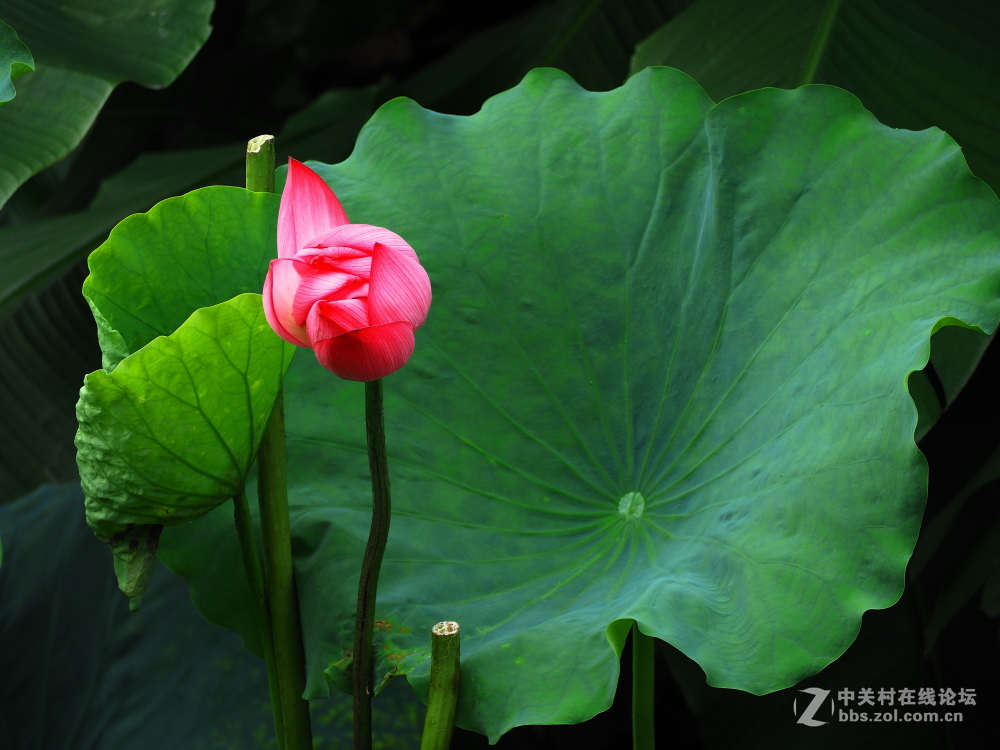 接天莲叶无穷碧,映日荷花别样红。-中关村在线摄影论坛