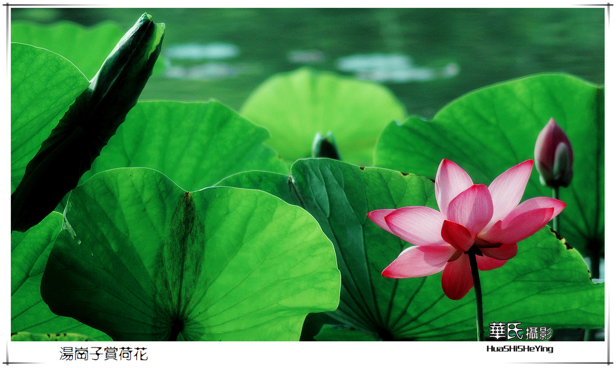 色眼看花——汤岗子赏荷花