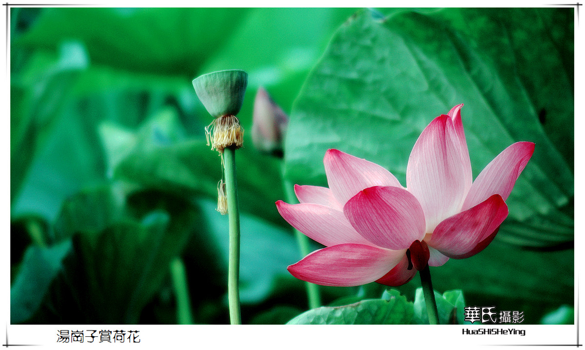 色眼看花——汤岗子赏荷花