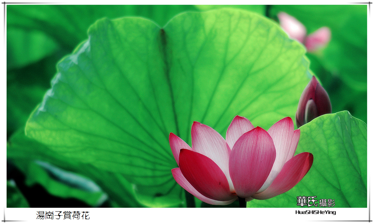 色眼看花——汤岗子赏荷花