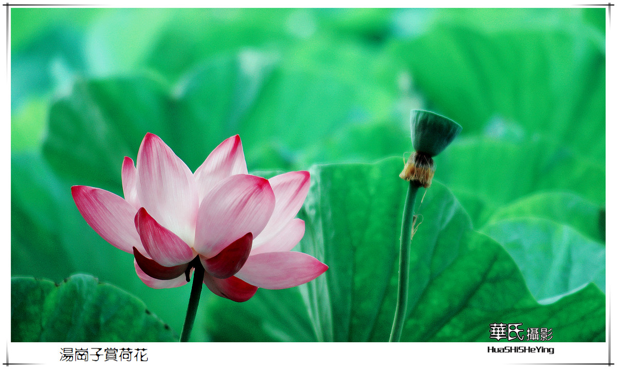 色眼看花——汤岗子赏荷花