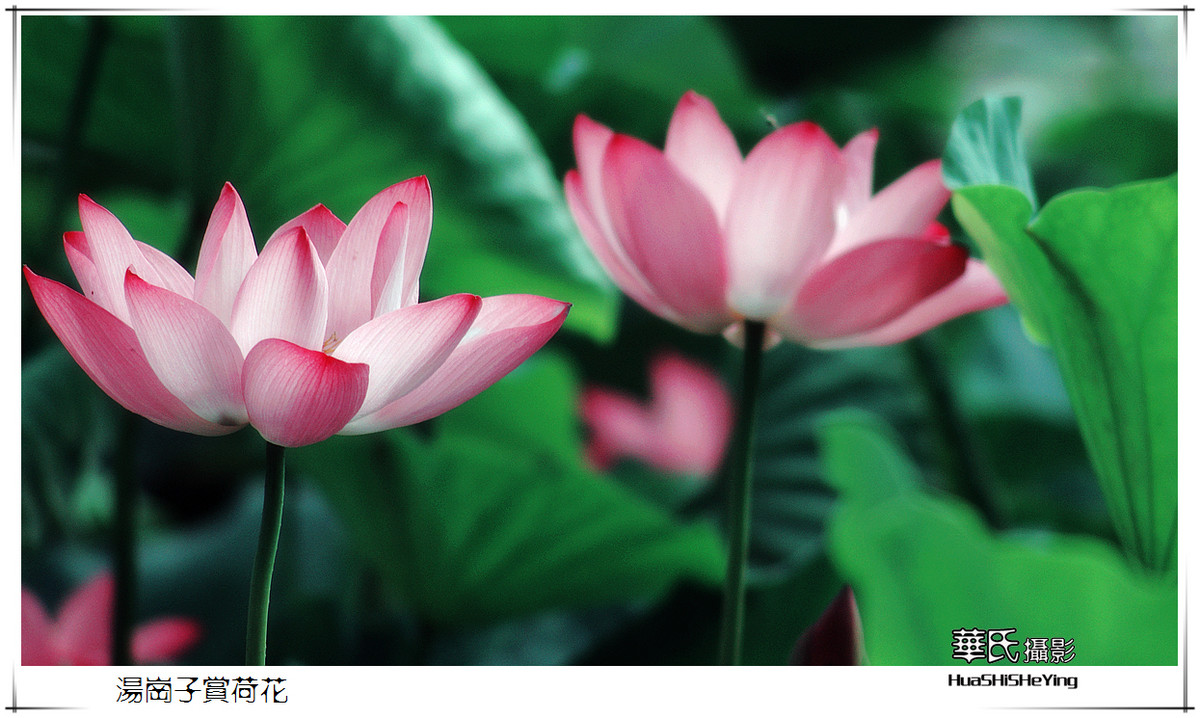 色眼看花——汤岗子赏荷花