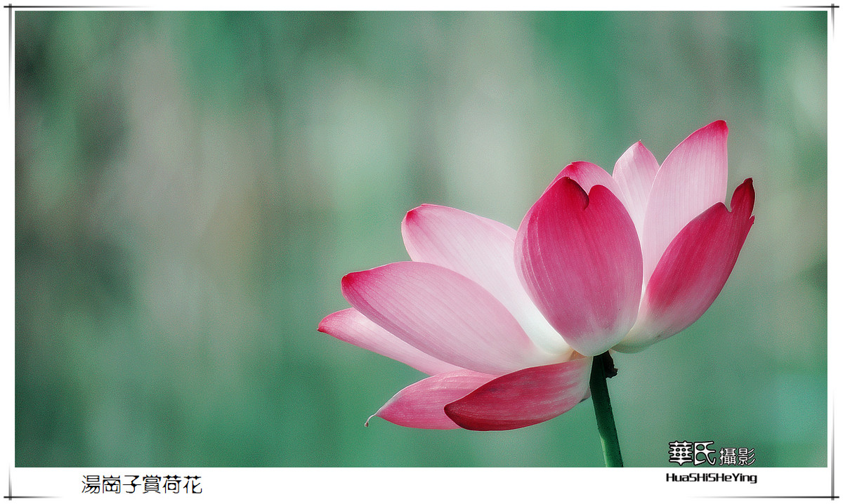 色眼看花——汤岗子赏荷花