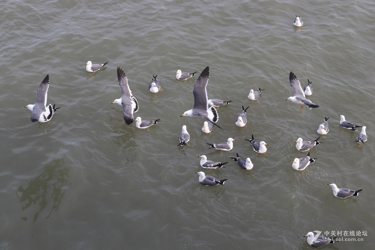 40饼干拍威海的海鸥