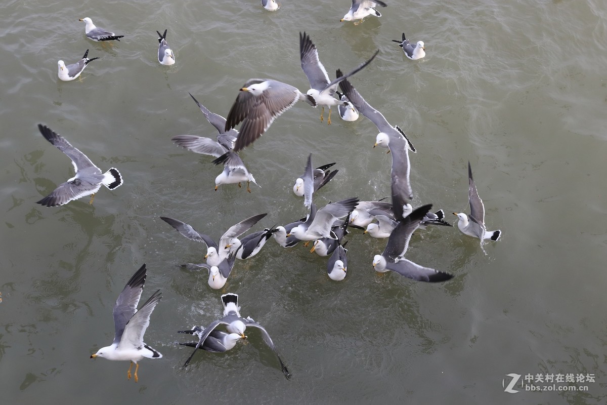 40饼干拍威海的海鸥