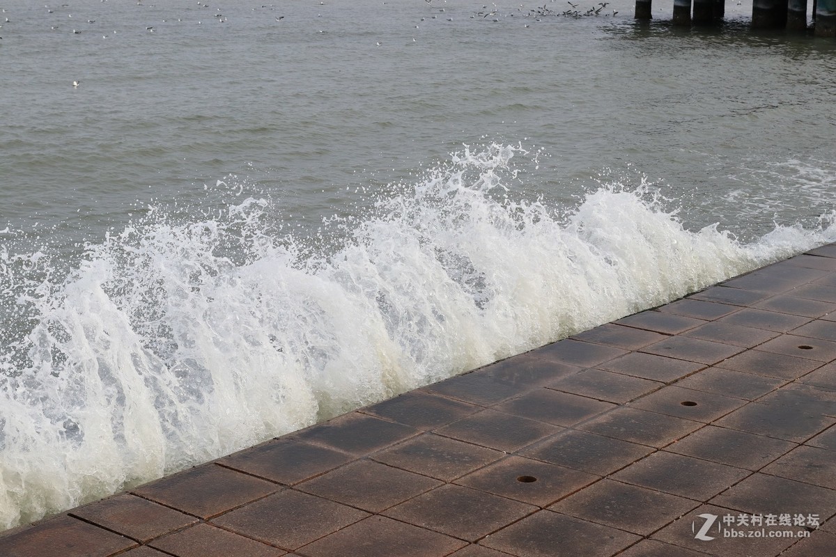 40饼干拍威海的海鸥