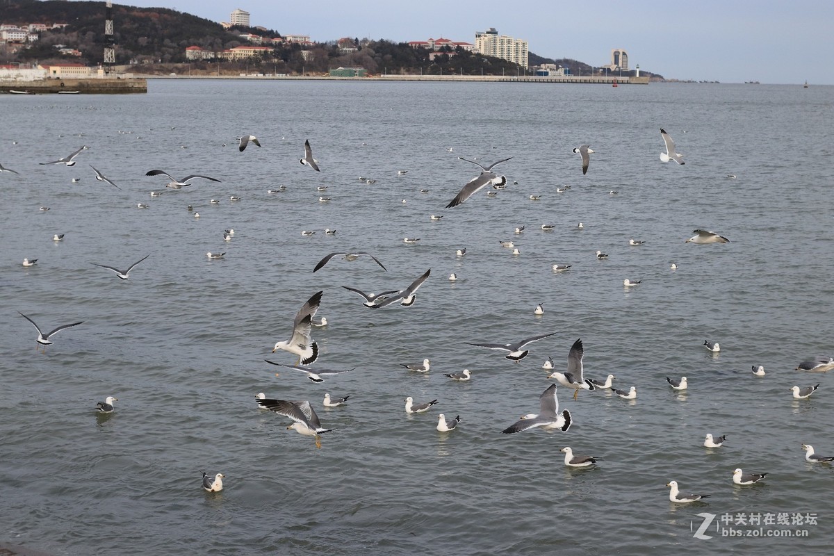 40饼干拍威海的海鸥