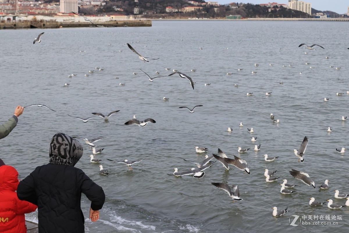 40饼干拍威海的海鸥