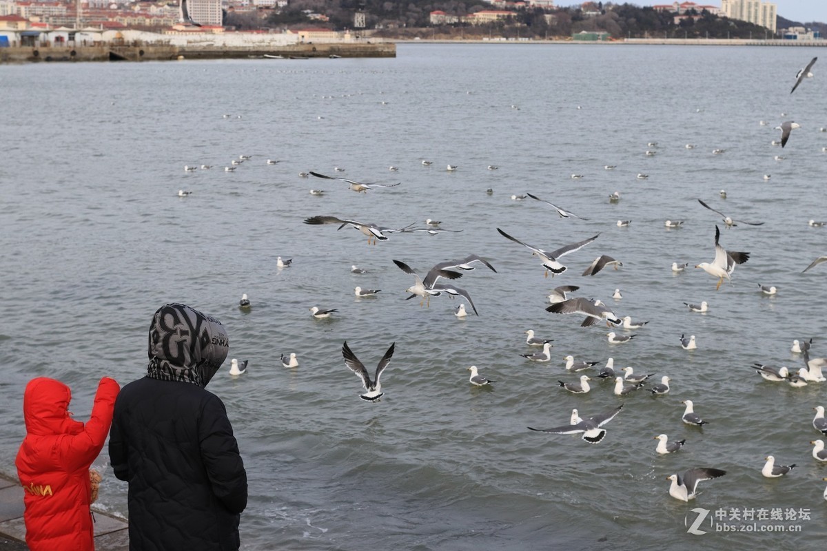 40饼干拍威海的海鸥