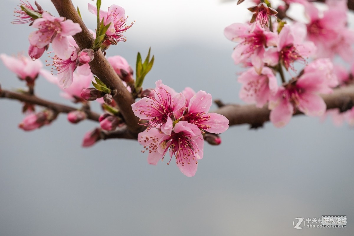 姻红粉白老树桃花