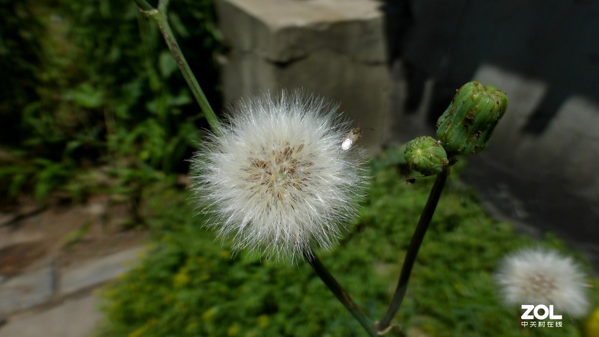 松下zs25的作品测试图