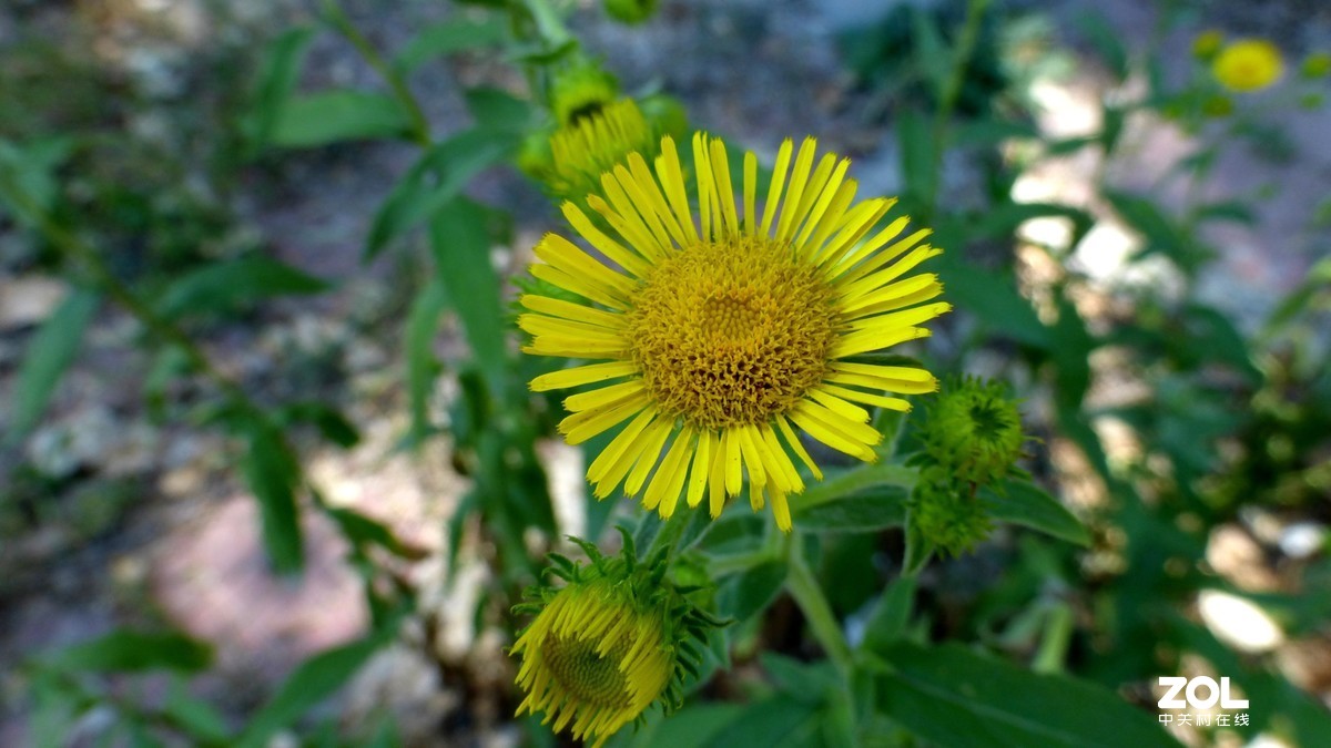 松下zs25的作品测试图