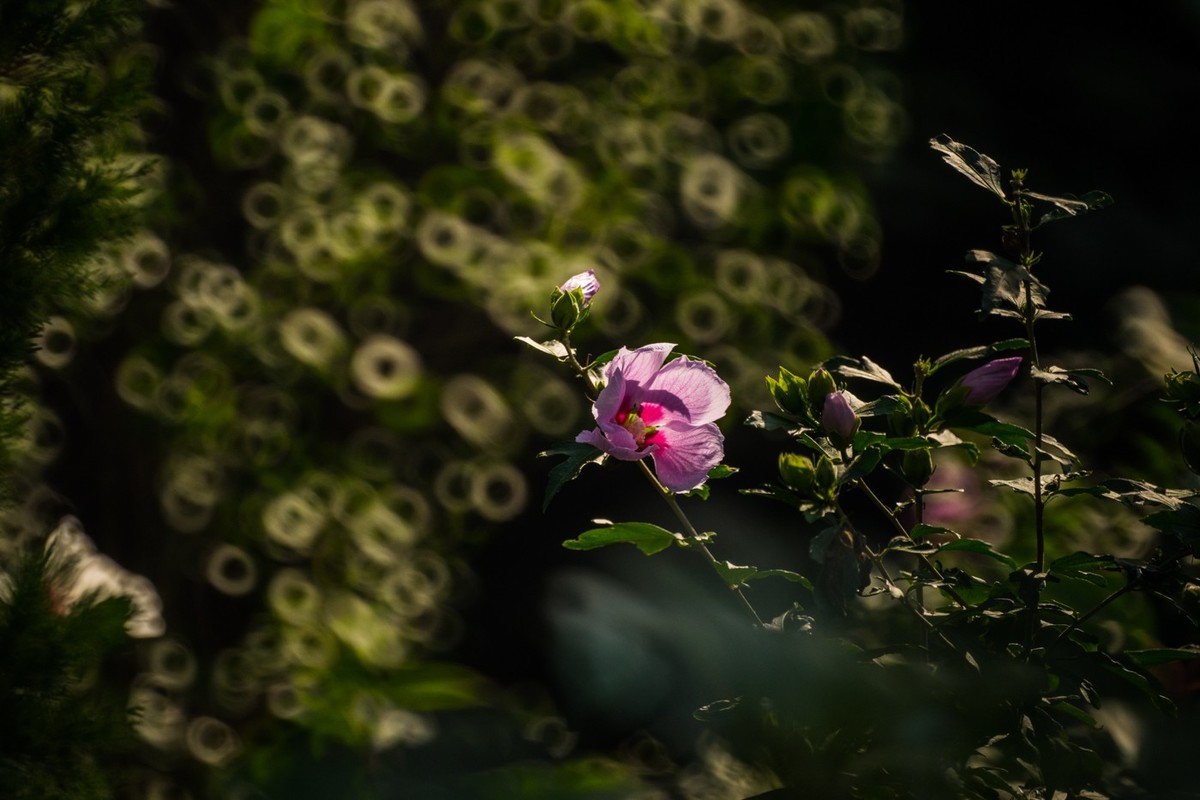 木槿、虎皮百合（萱草）