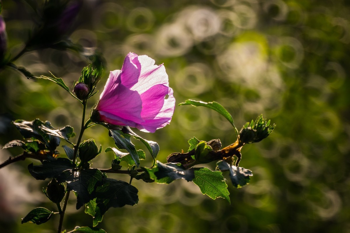 木槿、虎皮百合（萱草）