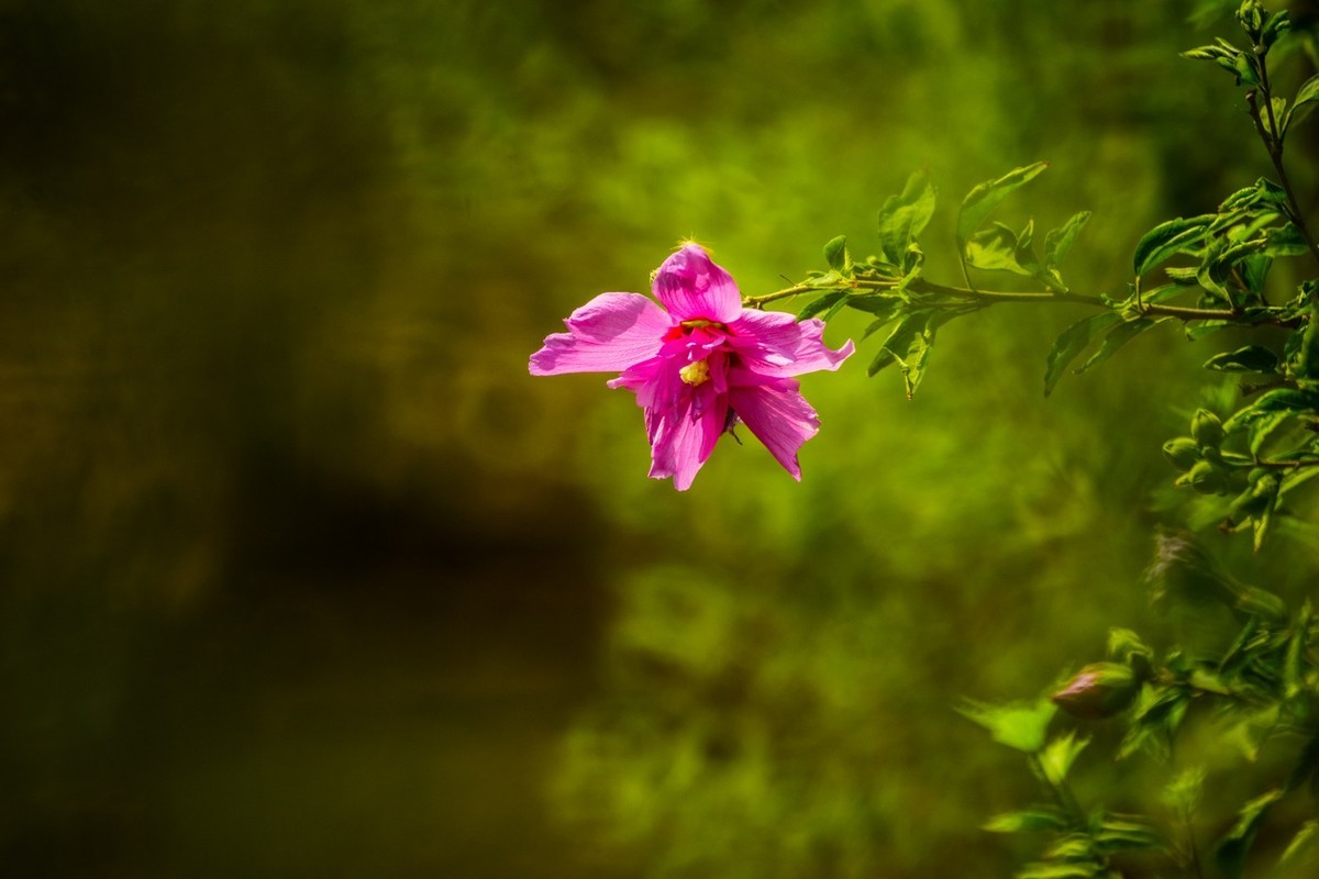 木槿、虎皮百合（萱草）