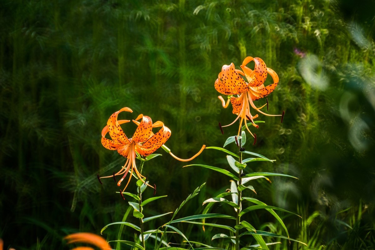 木槿、虎皮百合（萱草）