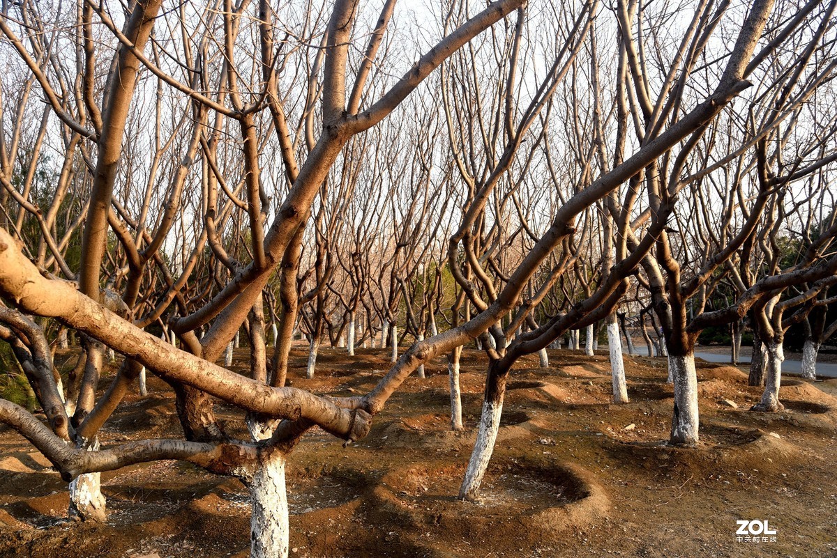 2020-2-23   疫情中的北京奥森公园----------------------------。