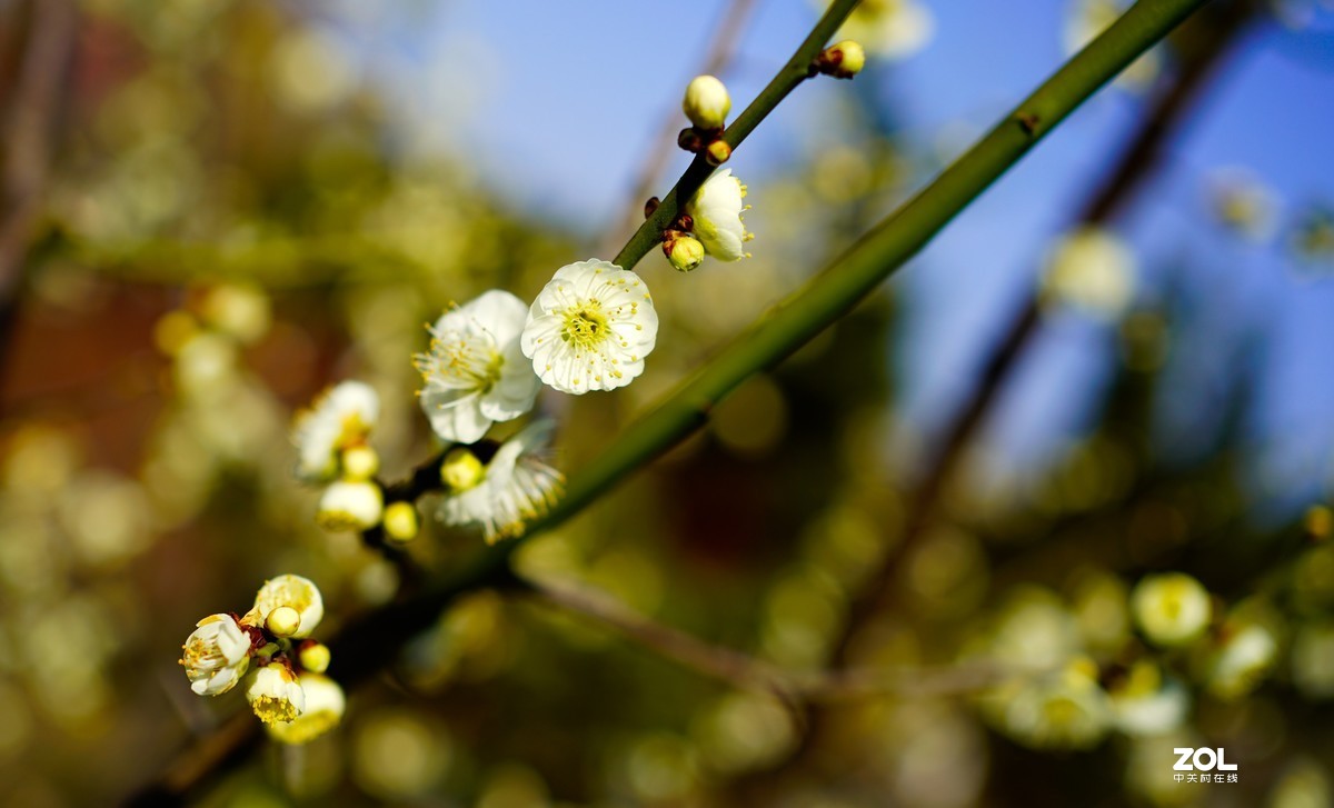 花开时节与谁来