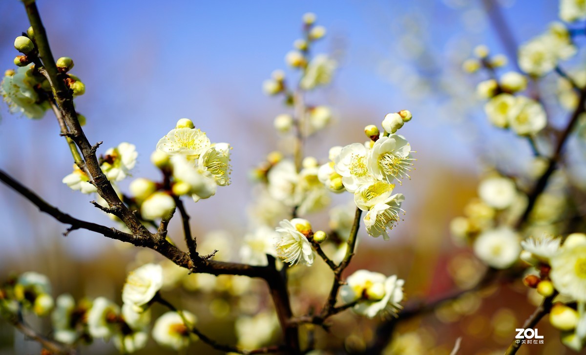 花开时节与谁来