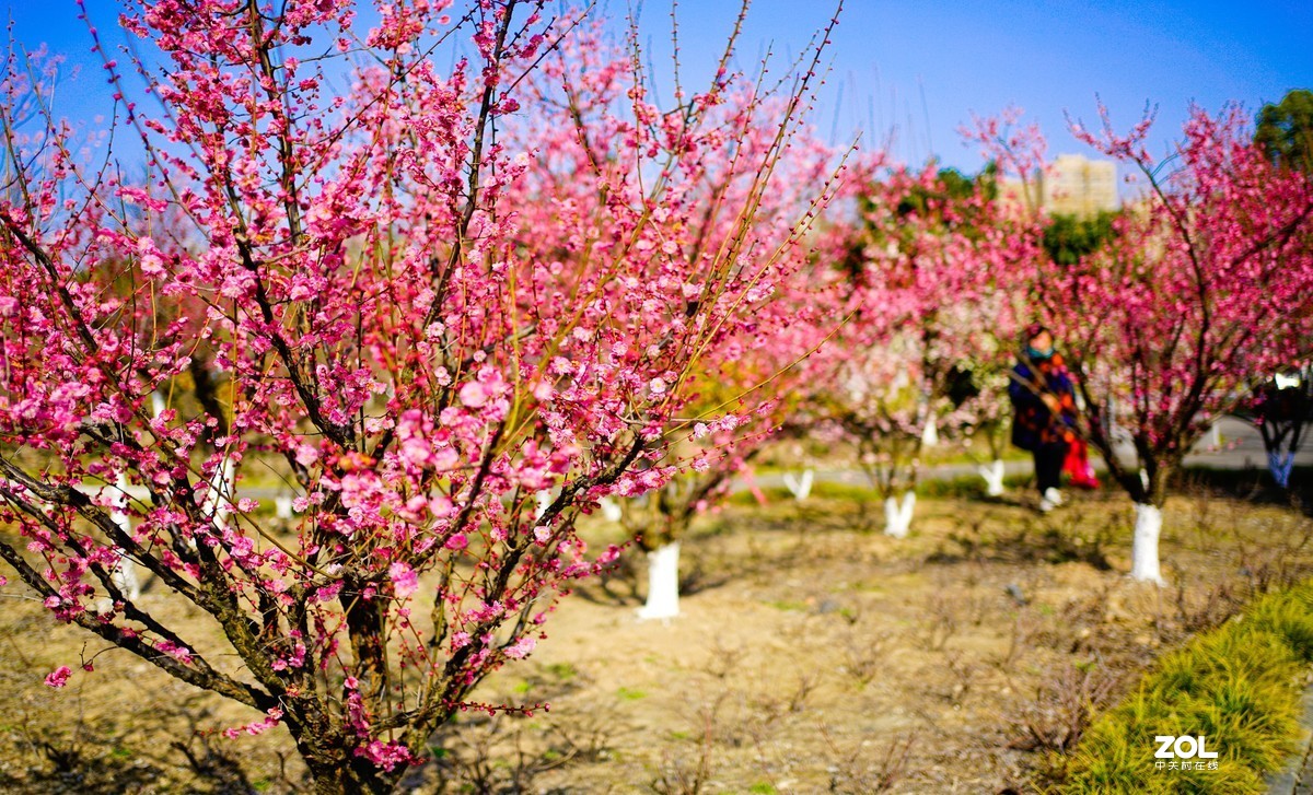 花开时节与谁来