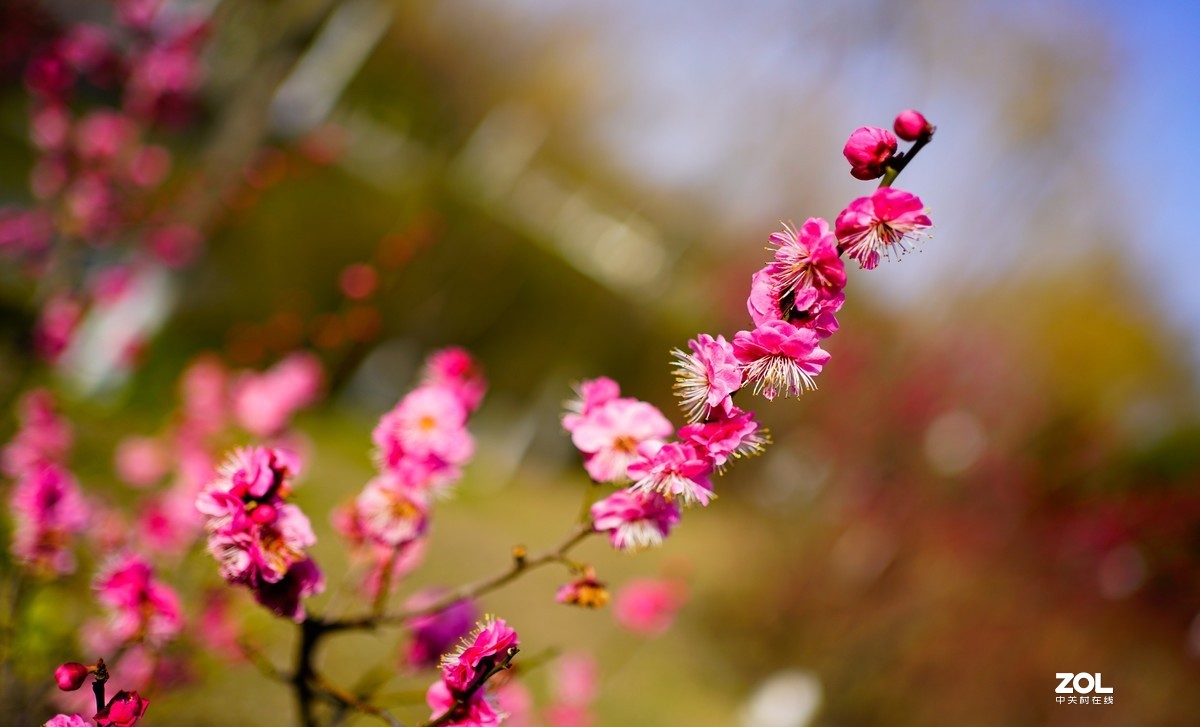 花开时节与谁来
