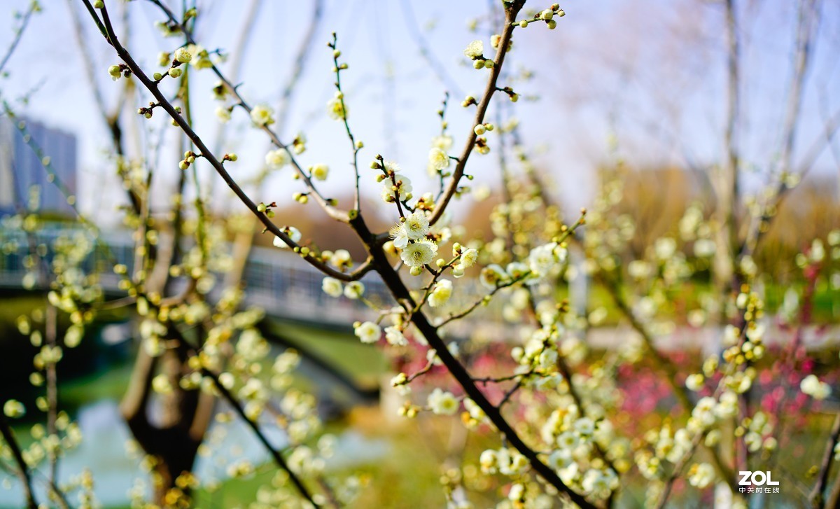 花开时节与谁来