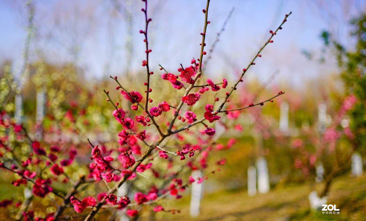 花开时节与谁来
