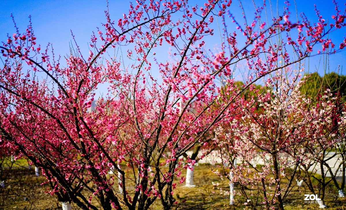 花开时节与谁来