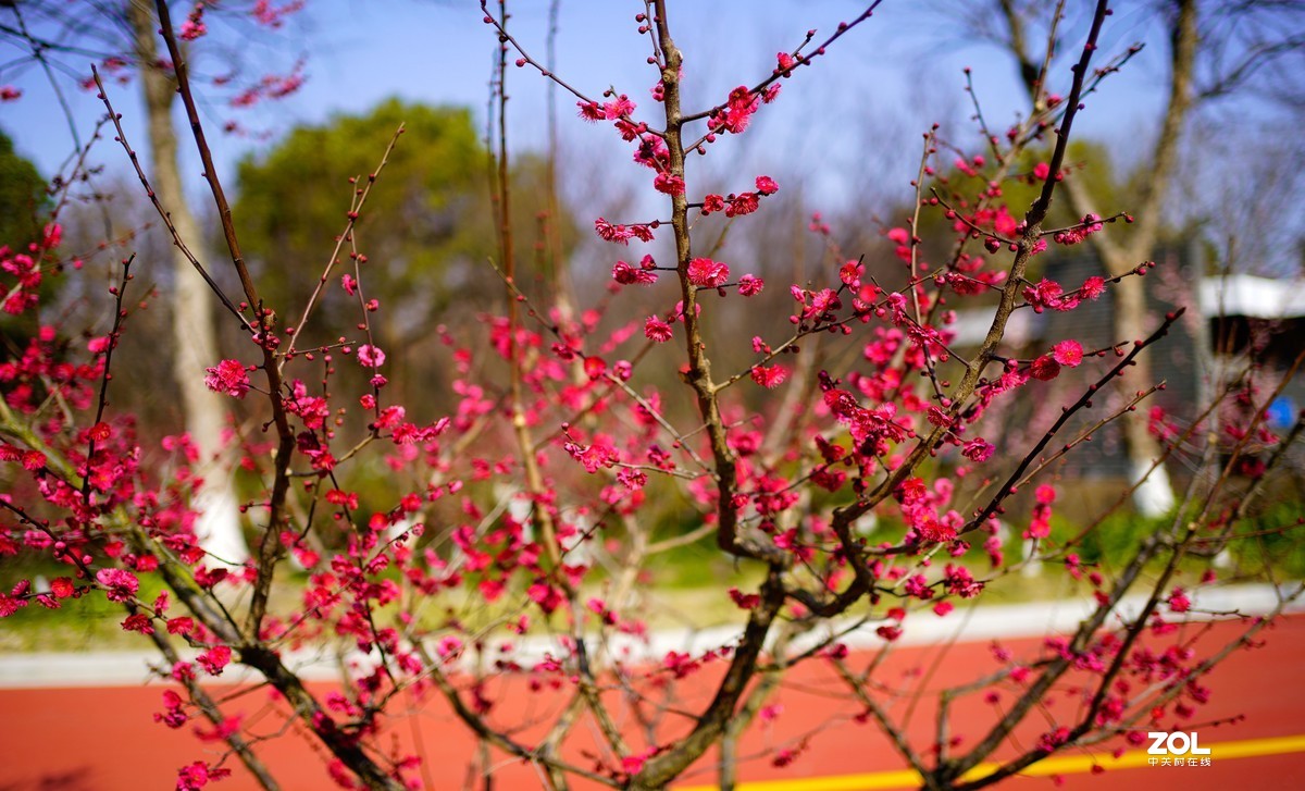 花开时节与谁来