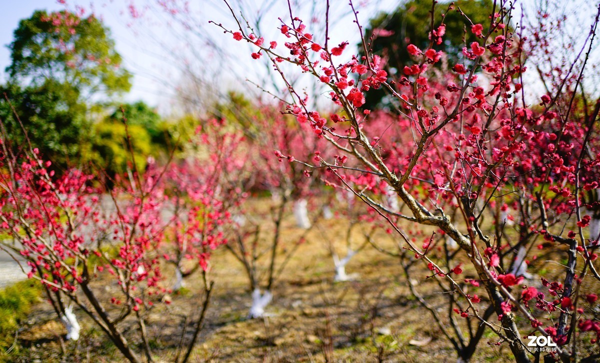 花开时节与谁来