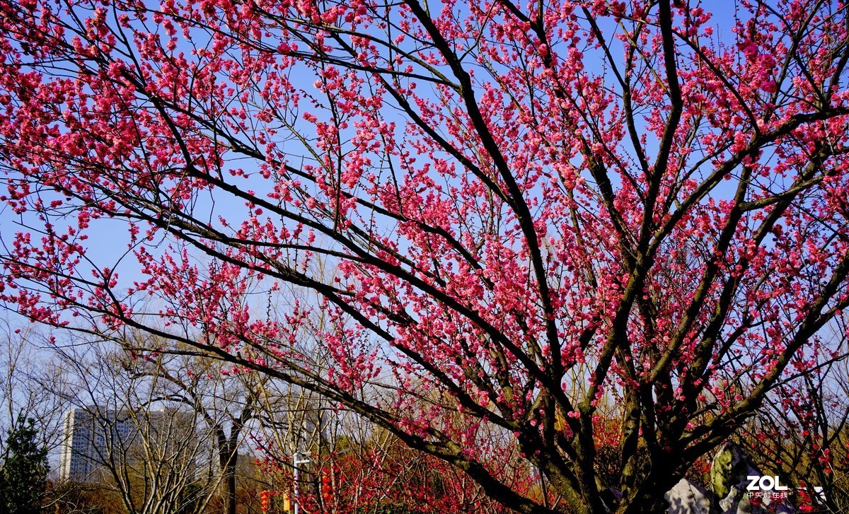 花开时节与谁来