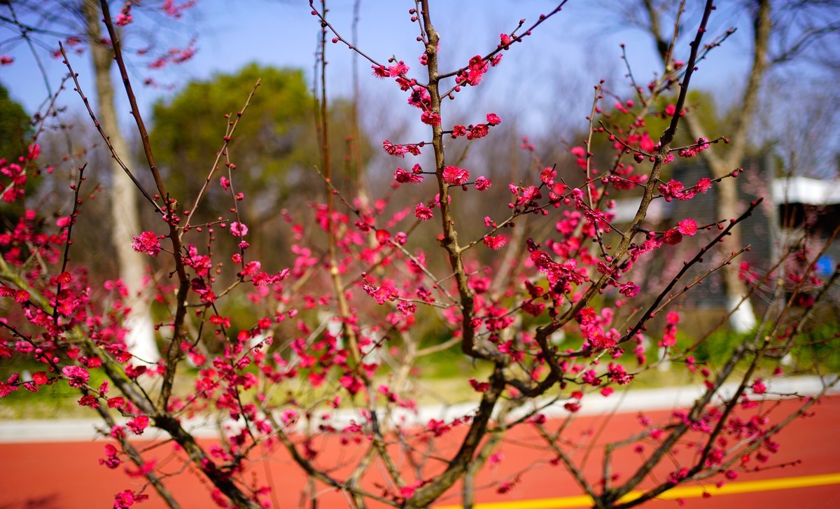 花开时节与谁来