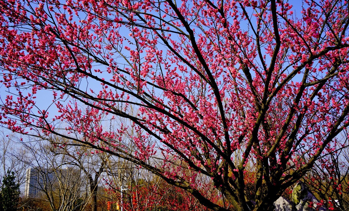 花开时节与谁来