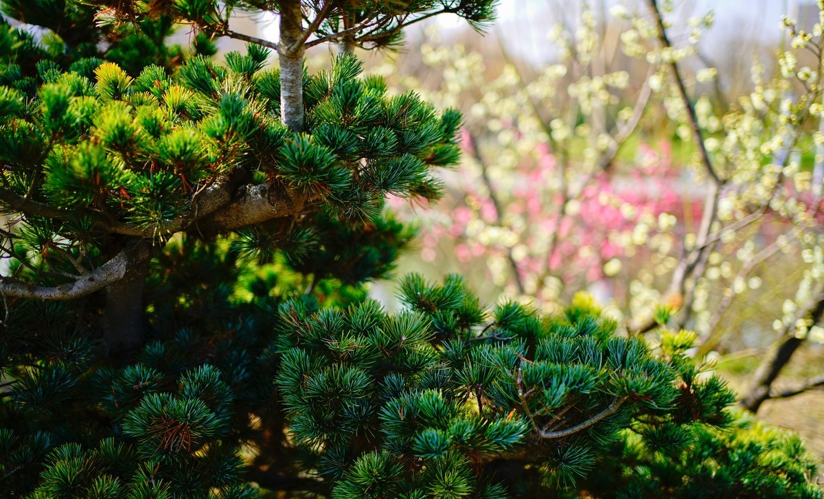 花开时节与谁来