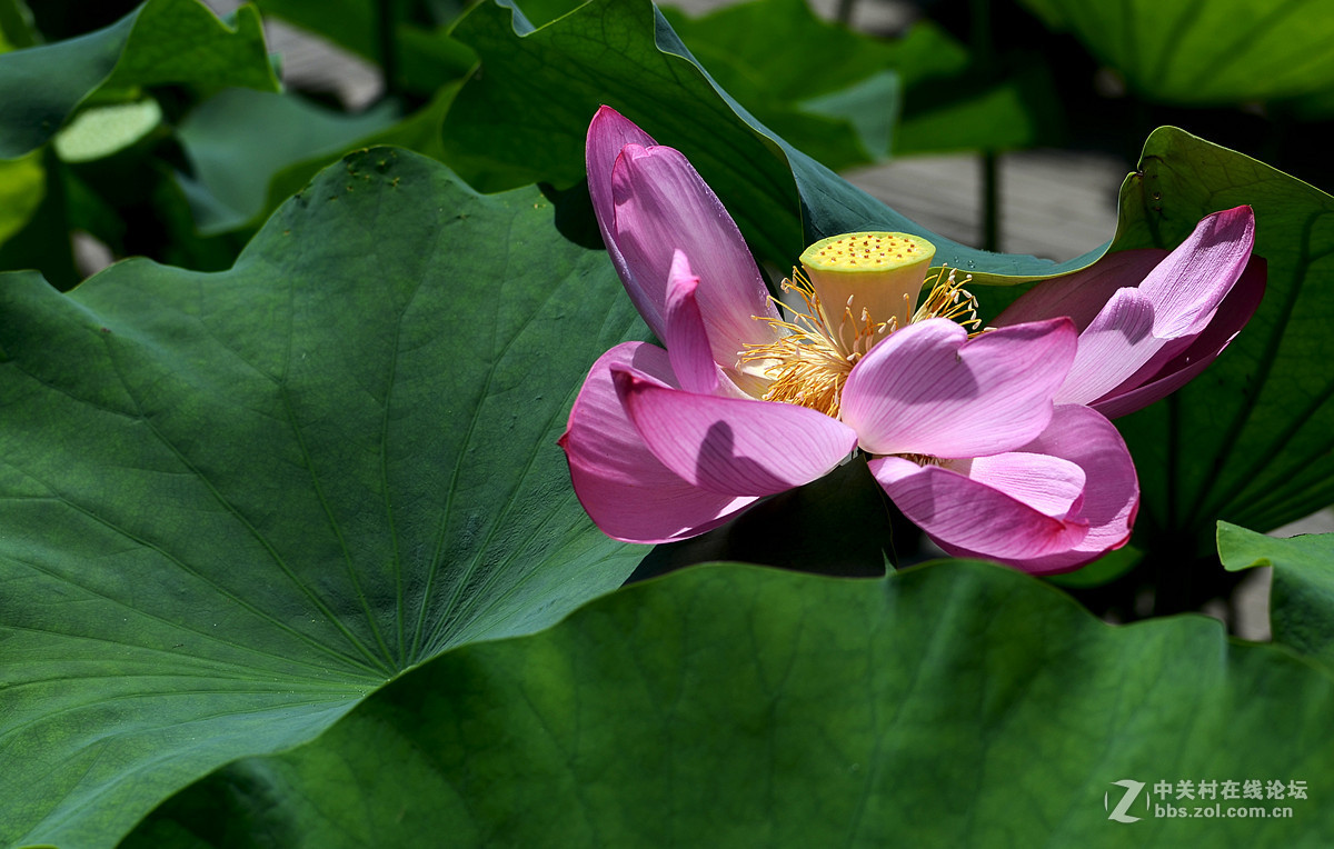城市花园南区的荷花