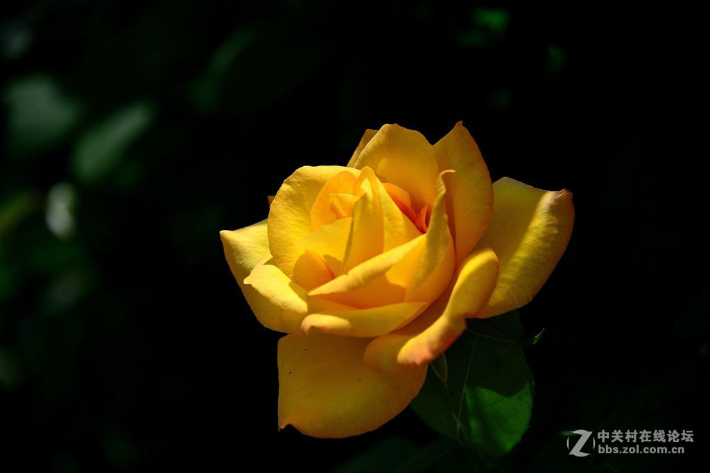 一束绚丽黄月季