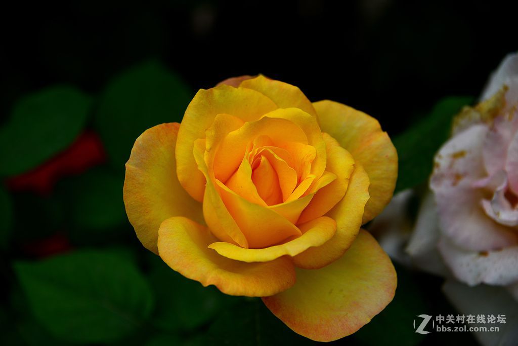 一束绚丽黄月季