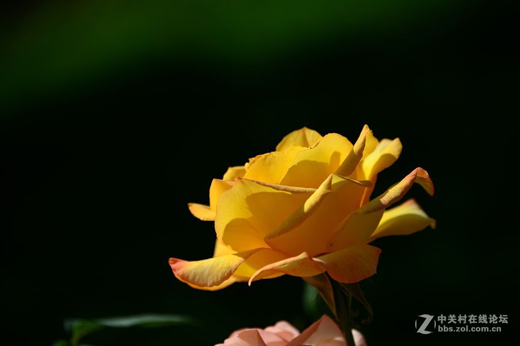 一束绚丽黄月季