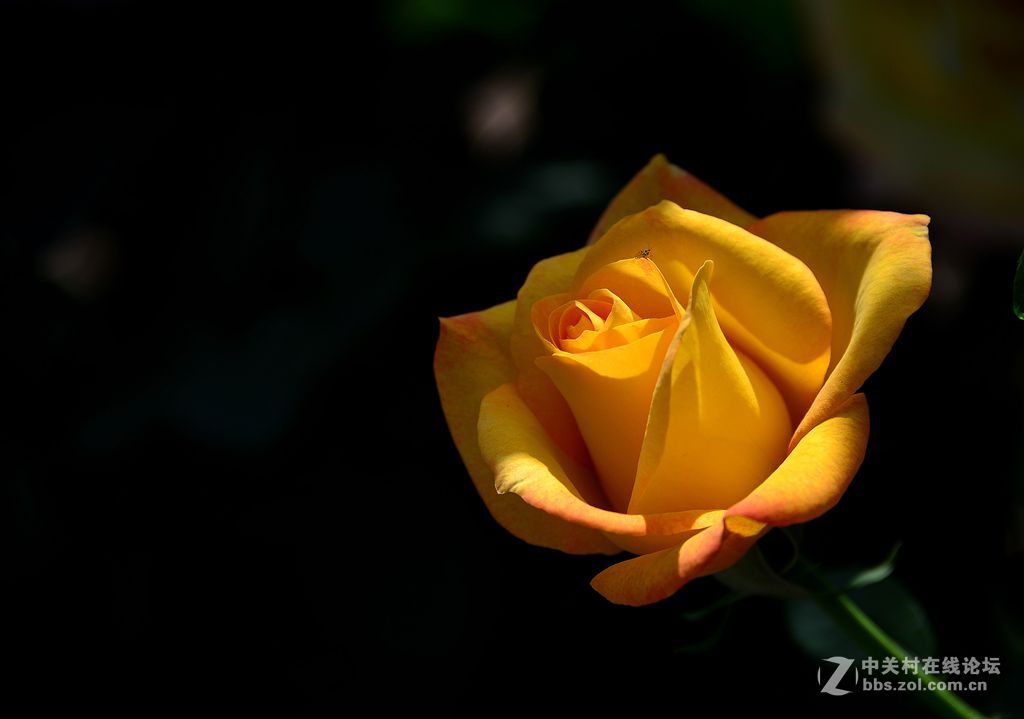 一束绚丽黄月季