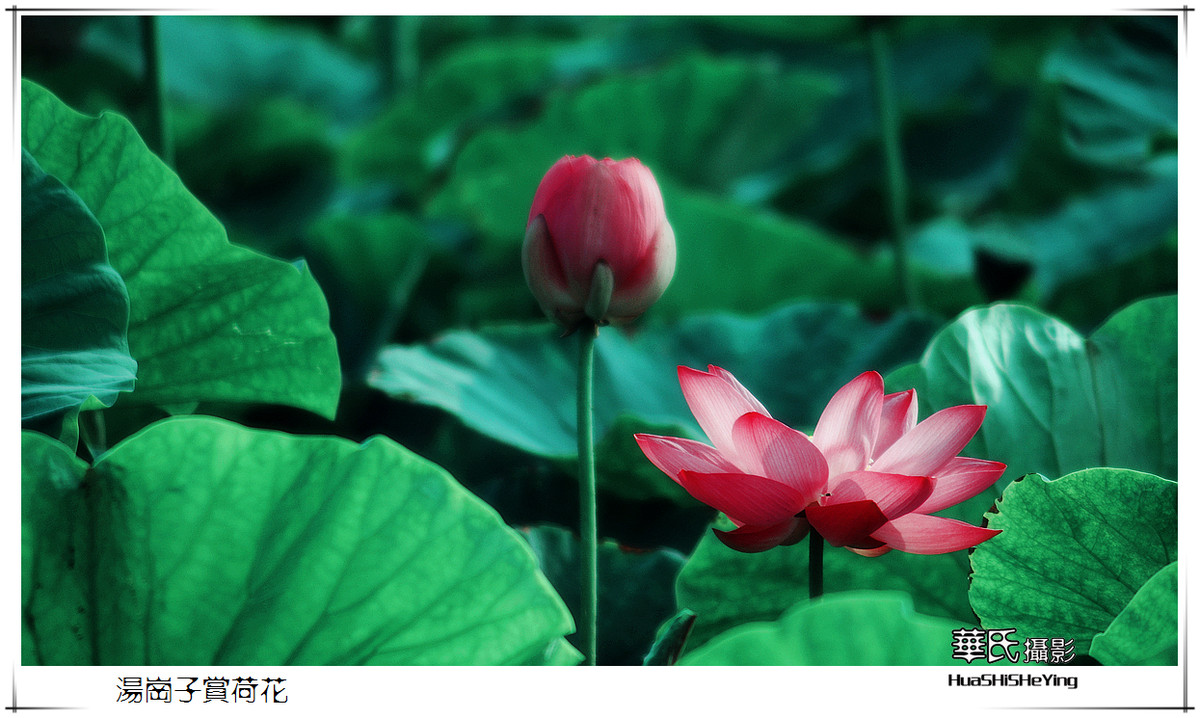 色眼看花——汤岗子赏荷花